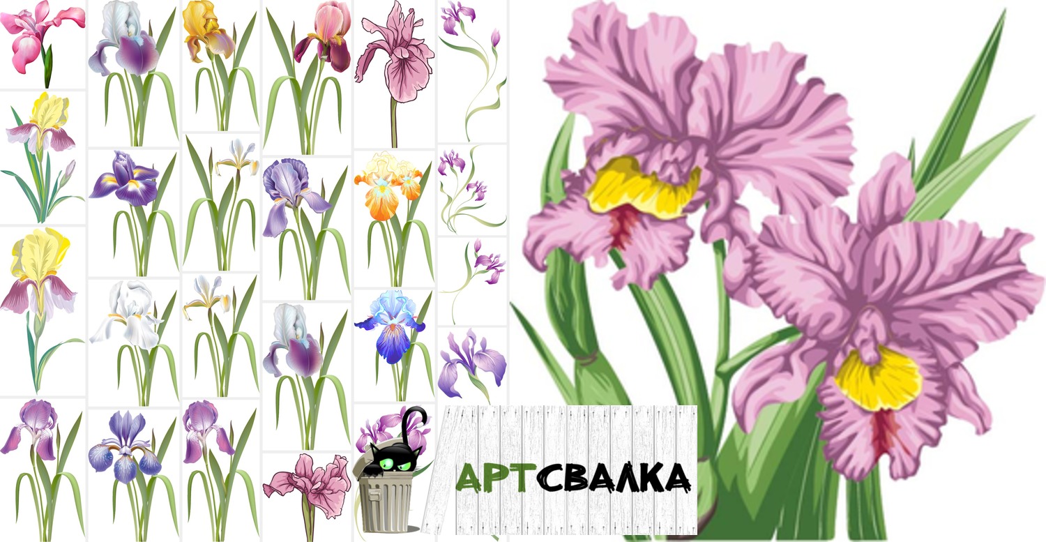 Цветы ириса фото вектор | Flowers iris photo vector